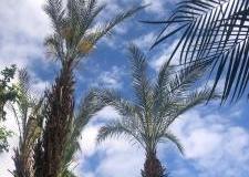 IMG-20240427-WA0101